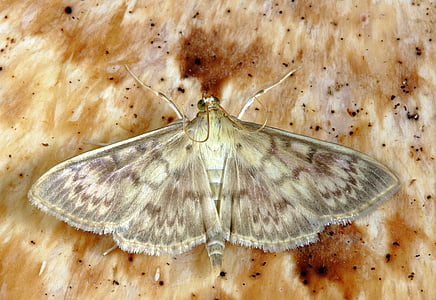 brown moth on brown surface thumbnail