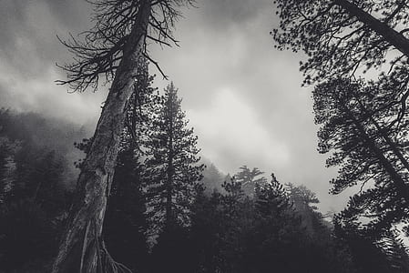 nature, sky, cloudy, dark thumbnail