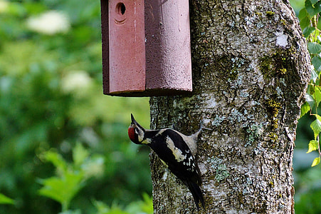 Great Spotted Woodpecker, Woodpecker thumbnail