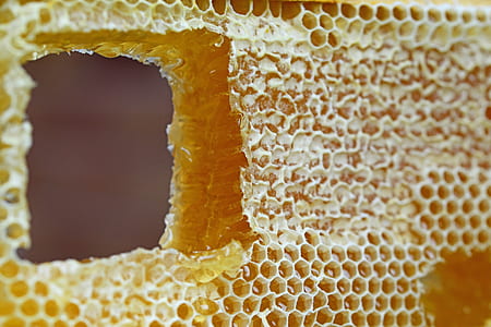 close-up photography of bee hive thumbnail