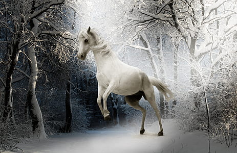 white horse and bare trees thumbnail