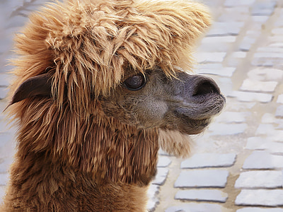 selective focus photo of brown alpaca thumbnail