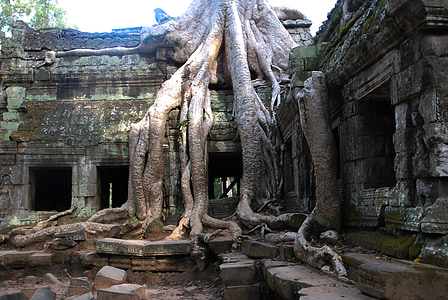 concrete building with tree root thumbnail