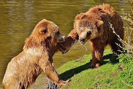 two brown bears near lake thumbnail