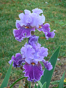 purple flower plant thumbnail