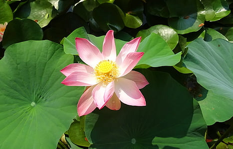 pink and white petaled flower thumbnail