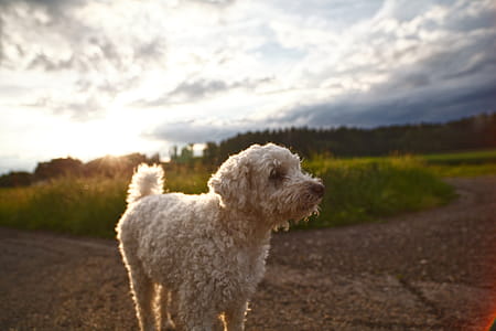 Curly-coated White Dog on Selective Focus Photo thumbnail