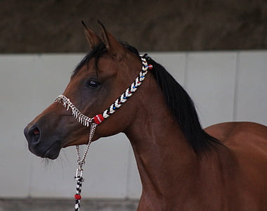 portrait photo of brown horse thumbnail