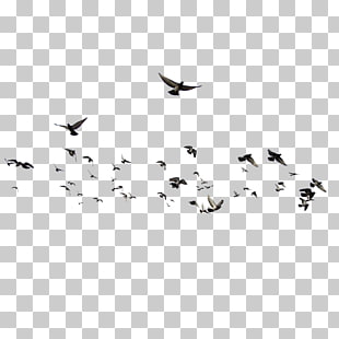 Bird Brusnitsyny Mansion, Birds, flight of pigeon PNG clipart