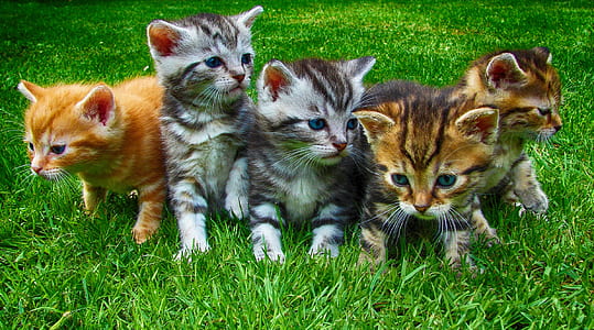 five tabby kittens on green grass thumbnail