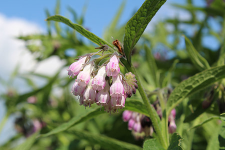 Lægekulsukker, Symphytum Officinalis thumbnail