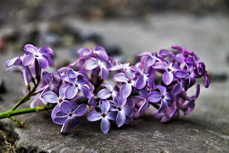macro photo of purple and white flowers thumbnail
