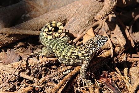 brown and black lizard on driftwood thumbnail