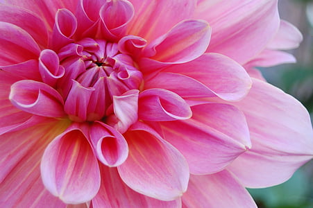 close-up photography of pink petaled flower thumbnail
