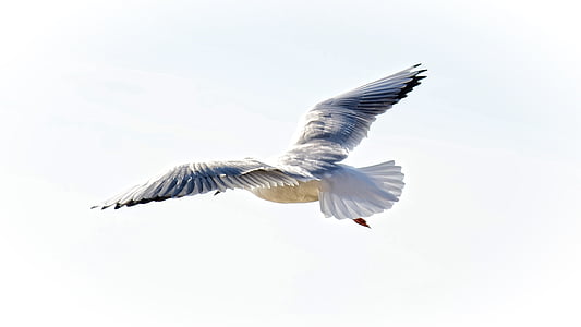 gray and white bird flying under white sky thumbnail