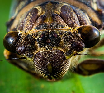 close-up photo of brown and black insect thumbnail