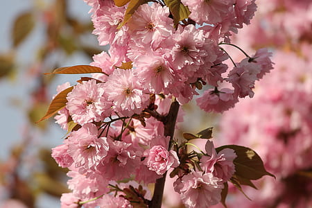 pink flowers thumbnail