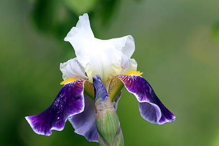 close up photography of purple and white Iris flower thumbnail