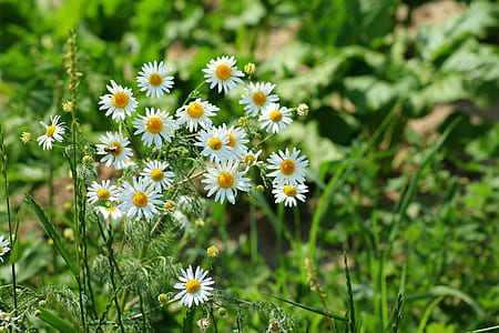 selective focus photo of white daisies thumbnail