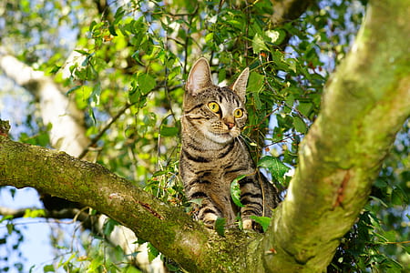 short-fur brown and black cat standing on green tree thumbnail