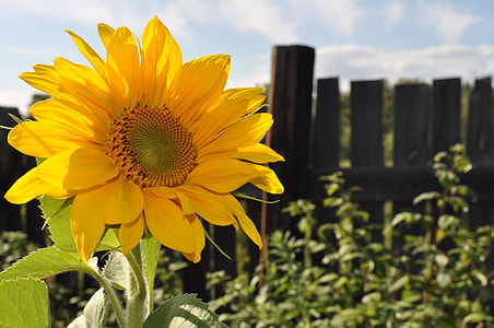 Sunflower flower in selective focus photography thumbnail