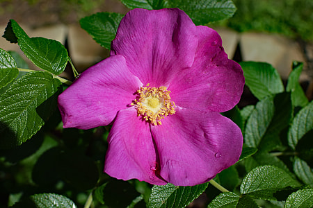 Hot Pink Rugosa With Raindrops, Close-Up thumbnail