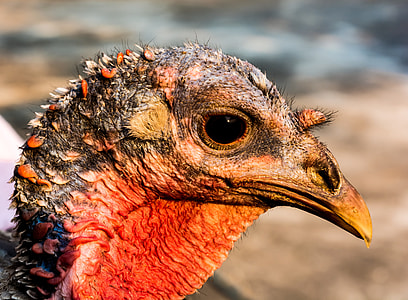 close-up photo of red and brown Wild Turkey thumbnail