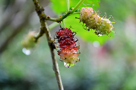 selective focus photography of fruit thumbnail
