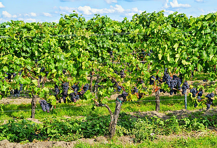grape vines beside fence at daytime thumbnail