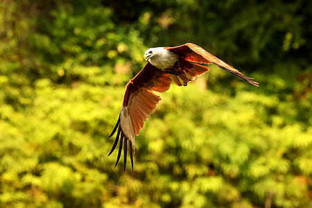 photo of American eagle flying on air thumbnail
