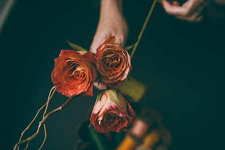 three red roses thumbnail