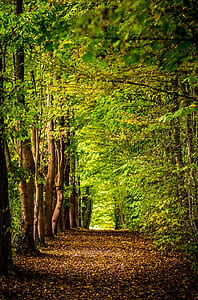 brown pathway between trees at daytime thumbnail