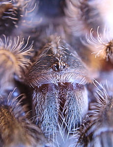 macro photography of arachnid thumbnail