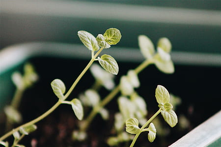 green leaf plant in selective focus photography thumbnail