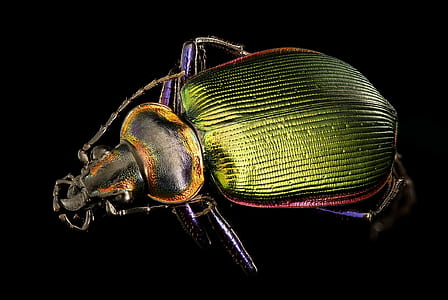 green and red beetle thumbnail