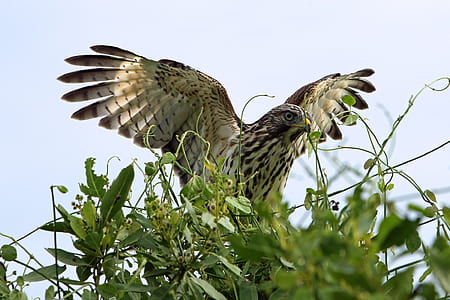 brown bald eagle on grass field thumbnail