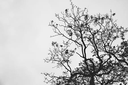 Silhouette Photo of Withered Tree thumbnail