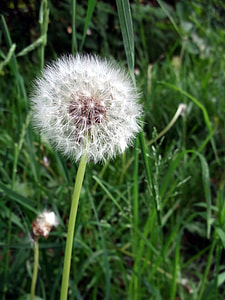 Dandelion, Composites thumbnail