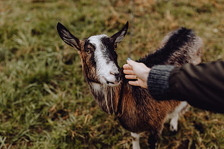 A cute brown goat on pasture thumbnail
