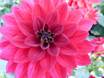 close-up photography of pink dahlia flower on bloom thumbnail