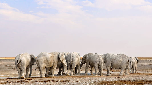 gray elephants in desert at daytime thumbnail