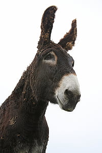 black and gray horse thumbnail