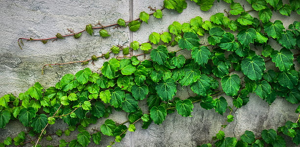 green leaf plants thumbnail