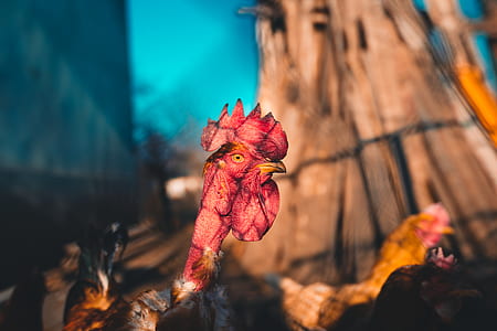 shallow focus photography of red and brown rooster thumbnail