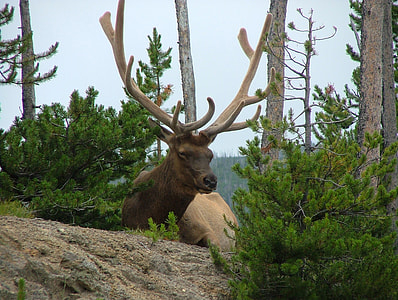 Elk near the road - Cervus canadensis in Yellowstone National Park, Wyoming thumbnail