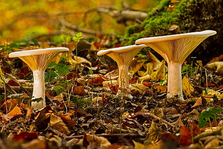 selective focus photography of three white mushrooms thumbnail