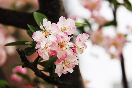 pink cherry blossom flowers selective-focus photo thumbnail