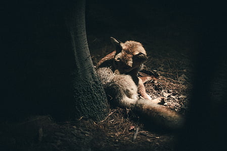 grey fox near tree trunk thumbnail