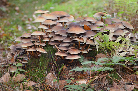 Mushroom Collection, Forest thumbnail
