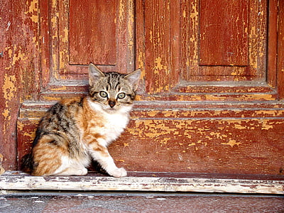 kitten beside door at daytime thumbnail